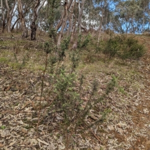 Grevillea alpina at Glenroy, NSW - 11 Jun 2023 12:23 PM