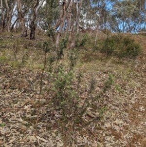 Grevillea alpina at Glenroy, NSW - 11 Jun 2023