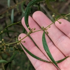 Acacia verniciflua (Varnish Wattle) at Hamilton Valley, NSW - 11 Jun 2023 by Darcy