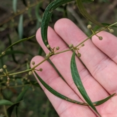 Acacia verniciflua (Varnish Wattle) at Albury - 11 Jun 2023 by Darcy