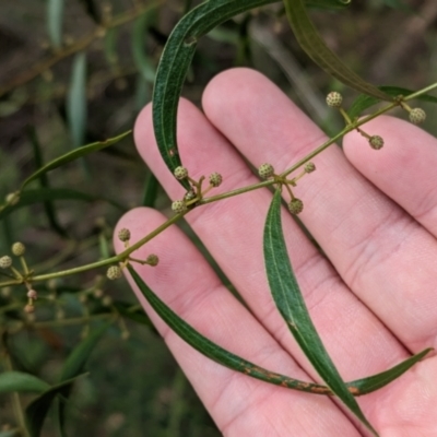 Acacia verniciflua (Varnish Wattle) at Hamilton Valley, NSW - 11 Jun 2023 by Darcy