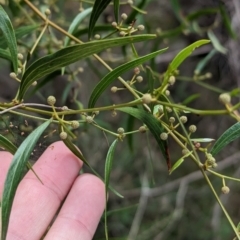 Acacia verniciflua at Hamilton Valley, NSW - 11 Jun 2023