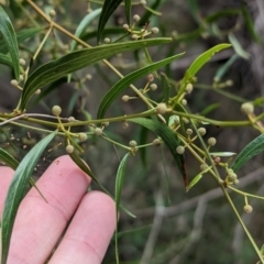 Acacia verniciflua at Hamilton Valley, NSW - 11 Jun 2023 12:25 PM