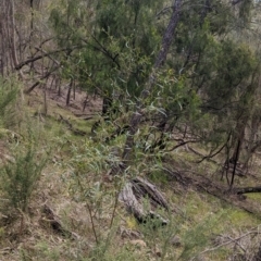 Acacia verniciflua at Hamilton Valley, NSW - 11 Jun 2023