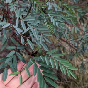 Indigofera australis subsp. australis at Hamilton Valley, NSW - 11 Jun 2023