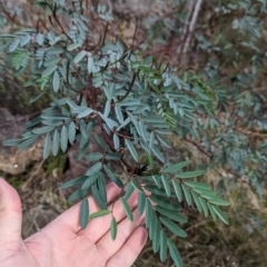 Indigofera australis subsp. australis at Hamilton Valley, NSW - 11 Jun 2023