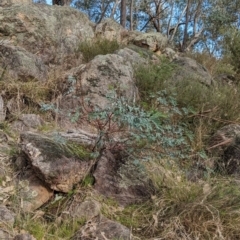 Indigofera australis subsp. australis at Hamilton Valley, NSW - 11 Jun 2023 12:27 PM