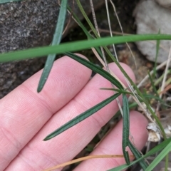 Glycine clandestina at Hamilton Valley, NSW - 11 Jun 2023 12:28 PM