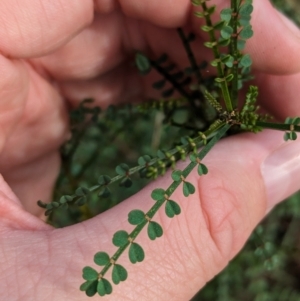 Indigofera adesmiifolia at Hamilton Valley, NSW - 11 Jun 2023