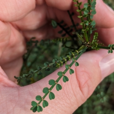 Indigofera adesmiifolia (Tick Indigo) at Nail Can Hill - 11 Jun 2023 by Darcy