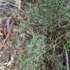 Indigofera adesmiifolia at Hamilton Valley, NSW - 11 Jun 2023