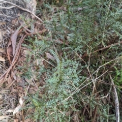 Indigofera adesmiifolia at Hamilton Valley, NSW - 11 Jun 2023 12:31 PM