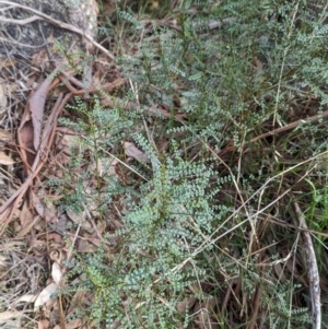 Indigofera adesmiifolia at Hamilton Valley, NSW - 11 Jun 2023 12:31 PM