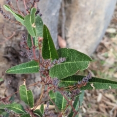 Hardenbergia violacea (False Sarsaparilla) at Nail Can Hill - 11 Jun 2023 by Darcy