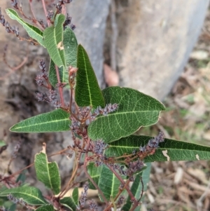 Hardenbergia violacea at Hamilton Valley, NSW - 11 Jun 2023