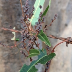 Hardenbergia violacea at Hamilton Valley, NSW - 11 Jun 2023