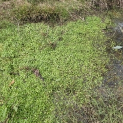 Isotoma fluviatilis subsp. australis (Swamp Isotome) at Mount Majura - 12 Jun 2023 by WalterEgo