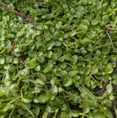 Isotoma fluviatilis subsp. australis at Watson, ACT - 12 Jun 2023