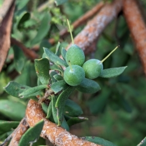 Persoonia rigida at Hamilton Valley, NSW - 11 Jun 2023 12:33 PM