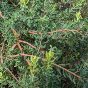 Persoonia rigida at Hamilton Valley, NSW - 11 Jun 2023 12:33 PM