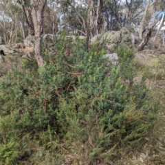 Persoonia rigida at Hamilton Valley, NSW - 11 Jun 2023