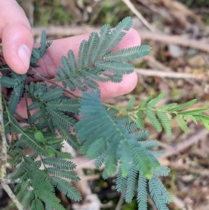 Acacia dealbata at Glenroy, NSW - 11 Jun 2023