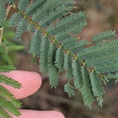 Acacia dealbata at Glenroy, NSW - 11 Jun 2023