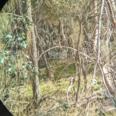 Capra hircus (Wild Goat) at Hamilton Valley, NSW - 11 Jun 2023 by Darcy