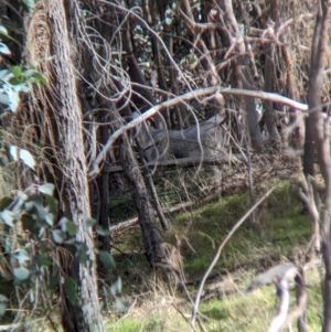 Capra hircus at Hamilton Valley, NSW - 11 Jun 2023