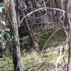 Capra hircus at Hamilton Valley, NSW - 11 Jun 2023 12:49 PM