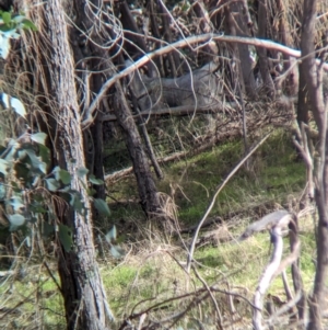 Capra hircus at Hamilton Valley, NSW - 11 Jun 2023