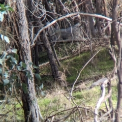 Capra hircus at Hamilton Valley, NSW - 11 Jun 2023