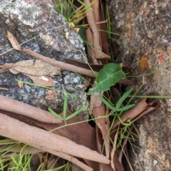 Glycine clandestina (Twining Glycine) at Nail Can Hill - 11 Jun 2023 by Darcy