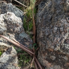 Glycine clandestina at Hamilton Valley, NSW - 11 Jun 2023