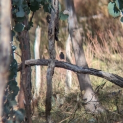 Petroica boodang (Scarlet Robin) at Nail Can Hill - 11 Jun 2023 by Darcy