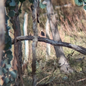 Petroica boodang at Hamilton Valley, NSW - 11 Jun 2023 01:08 PM