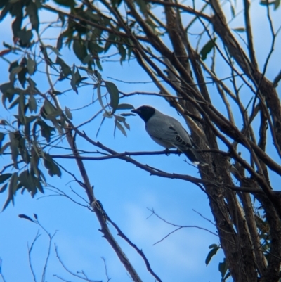 Coracina novaehollandiae (Black-faced Cuckooshrike) at Albury - 11 Jun 2023 by Darcy