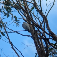 Coracina novaehollandiae at Hamilton Valley, NSW - 11 Jun 2023