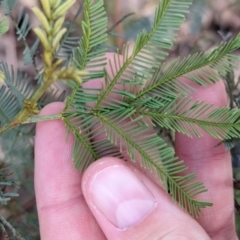 Acacia deanei subsp. paucijuga (Green Wattle) at Albury - 11 Jun 2023 by Darcy