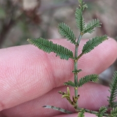 Acacia deanei subsp. paucijuga at Hamilton Valley, NSW - 11 Jun 2023 01:20 PM