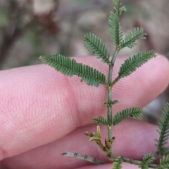 Acacia deanei subsp. paucijuga at Hamilton Valley, NSW - 11 Jun 2023