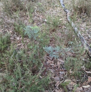 Acacia deanei subsp. paucijuga at Hamilton Valley, NSW - 11 Jun 2023 01:20 PM