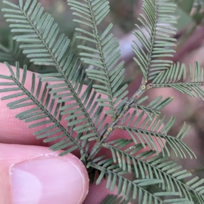 Acacia deanei subsp. paucijuga (Green Wattle) at Nail Can Hill - 11 Jun 2023 by Darcy