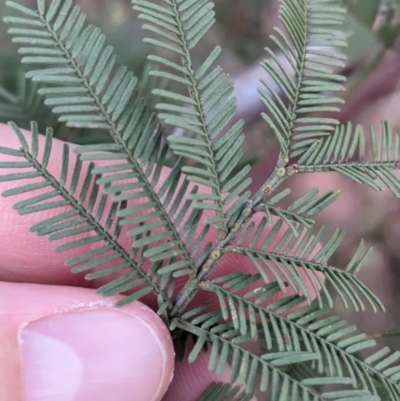 Acacia deanei subsp. paucijuga (Green Wattle) at Albury - 11 Jun 2023 by Darcy