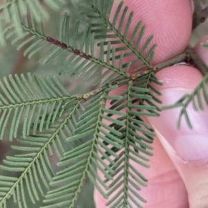 Acacia deanei subsp. paucijuga at Splitters Creek, NSW - 11 Jun 2023