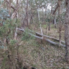 Acacia deanei subsp. paucijuga at Splitters Creek, NSW - 11 Jun 2023 01:25 PM