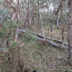 Acacia deanei subsp. paucijuga at Splitters Creek, NSW - 11 Jun 2023