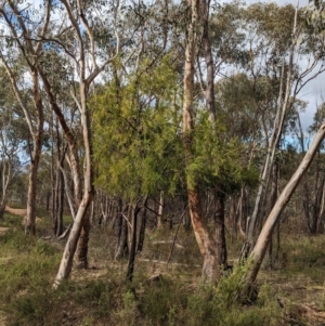 Exocarpos cupressiformis at Glenroy, NSW - 11 Jun 2023