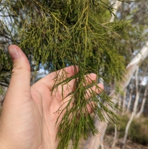 Exocarpos cupressiformis at Glenroy, NSW - 11 Jun 2023 01:52 PM