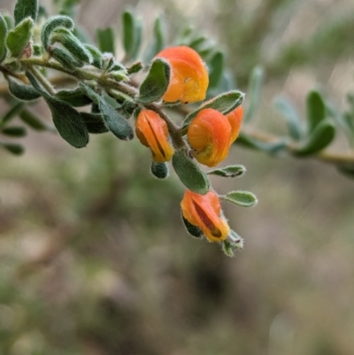 Grevillea alpina (Mountain Grevillea / Cat's Claws Grevillea) at Nail Can Hill - 11 Jun 2023 by Darcy